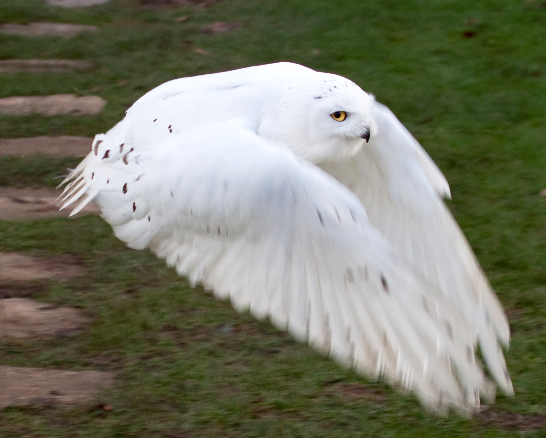 Snowy Owl Facts and Adaptations Bubo scandiacus / scandiaca